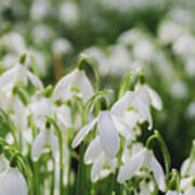 Field Of Snowdrops Poster