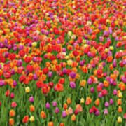 Field Of Tulips Poster