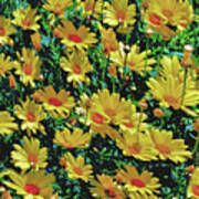 Field Of Yellow Poster