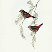 Fire-tailed Finch Poster