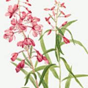 Fireweed Flowers Poster