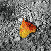 First Leaf Of Autumn Poster