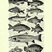 Fish Species Collection In Black And White Poster