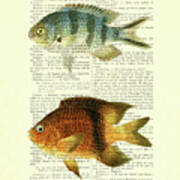 Fish Species In Color Poster