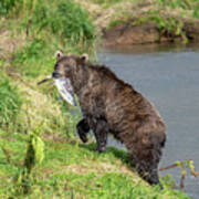 Fishing Brown Bear With Salmon Poster