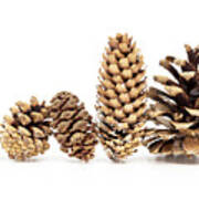 Family - Five Different Pine Cones Standing In Row Poster