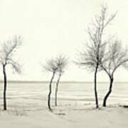 Five Lone Trees - Caseville, Michigan Usa - Poster
