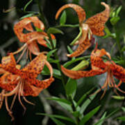 Five Tiger Lilies And A Bud Poster