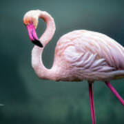 Flamingo Artistry Poster