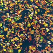 Floating Autumn Leaves Poster