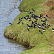 A Flock Of Oystercatchers - Springtime By The River Spey Poster