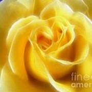 Floral Yellow Rose Poster