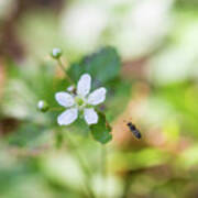 Flower And Bee Poster