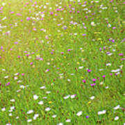 Flower Meadow In Sunlight Poster