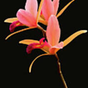 Flower - Orchid -  The Exquisite Beauty Of Laelia Orchids Poster
