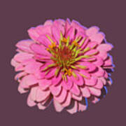 Flower Power - Pink Zinnia Poster