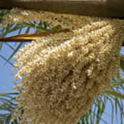 Flowering Date Palm And Blue Sky Poster