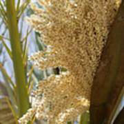 Flowering Date Palm And Sunlight Poster