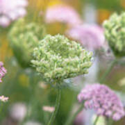 Flowering Daucus Carota Purple Kisses Poster