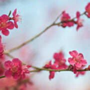 Flowering Japanese Apricot Poster