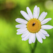 Flowers And Insects - Nature Photography Poster