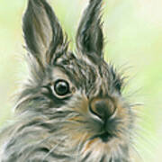 Fluffy Young Hare Portrait Poster
