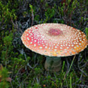 Fly Agaric Poster