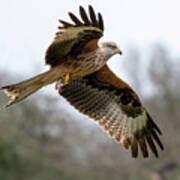 Flying Red Kite Close Up Poster
