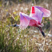 Flying Roseate Spoonbill Poster