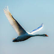 Flying Swan Poster