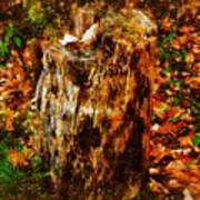 Forest Floor In Autumn Poster