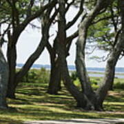 Fort Fisher Gnarly Oaks Poster