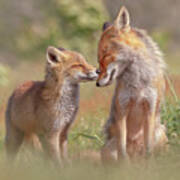 Fox Felicity Ii - Mother And Fox Kit Showing Love And Affection Poster