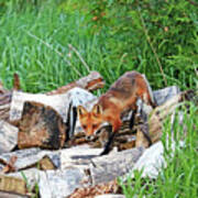 Fox In The Woodpile Poster
