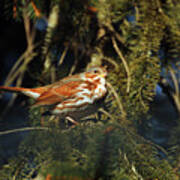Fox Sparrow Perched Poster