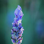 Fragrant French Lavender Poster