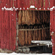 Freeze Dried- Wintertime Scene Of Tobacco Hanging To Dry In Red Shed Near Stoughton Wi Poster