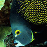 French Angelfish Portrait Fi6423 Poster