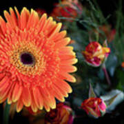 Fresh  Beautiful Orange  Daisy Flower Blossom.  Blooming  Flower Poster