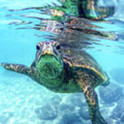 Friendly Hawaiian Sea Turtle Poster