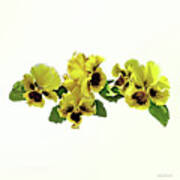 Frilly Yellow Pansies Poster