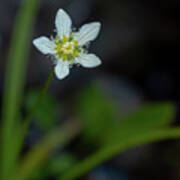 Fringed Grass Of Parnassus Wildflower Poster