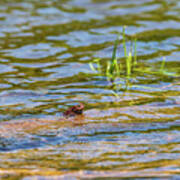 Frog In The Pond Poster