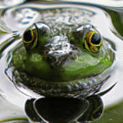 Frog Kiss Poster