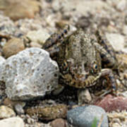 Frog On The Nature Trail - Illinois Beach State Park Poster