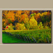 From Vineyard To Cellar Triptych - Art Print Poster