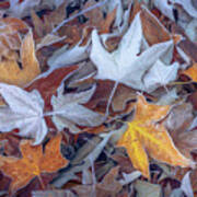 Frosted Sycamore Leaves Poster