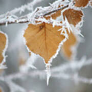 Frosty Birch Leaf Poster