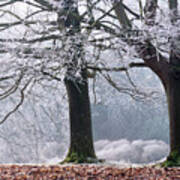 Frosty Trees At Westonbirt Arboretum, Gloucestershire, England, Uk Poster
