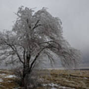 Frozen Tree Poster